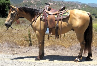 "Rolex" Buckskin Gelding Quarter Horse