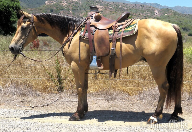 "Rolex" Buckskin Gelding Quarter Horse in California