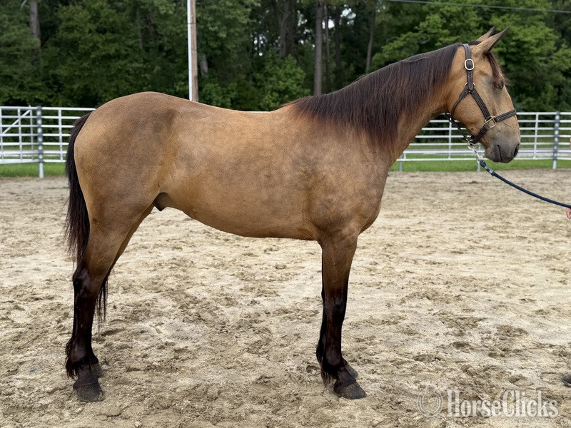 "Buckskin" Buckskin Gelding Draft in North Carolina