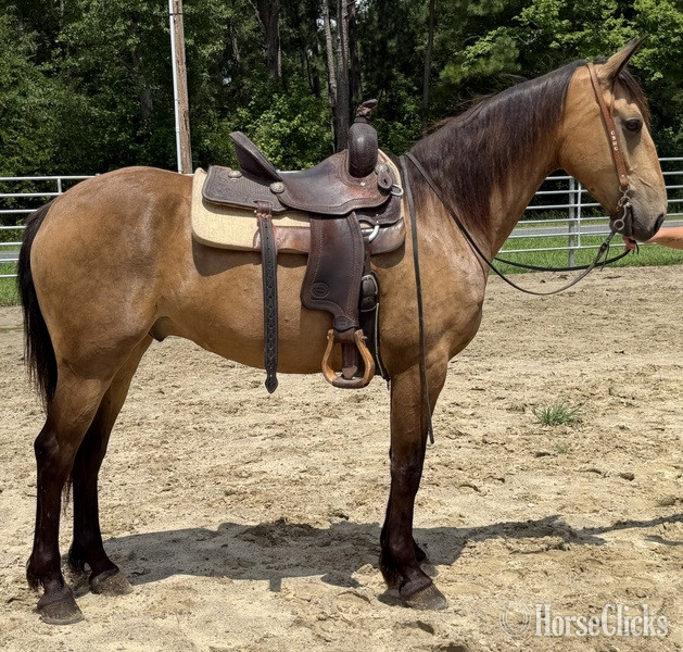 North Carolina "Buckskin" Buckskin Gelding Draft