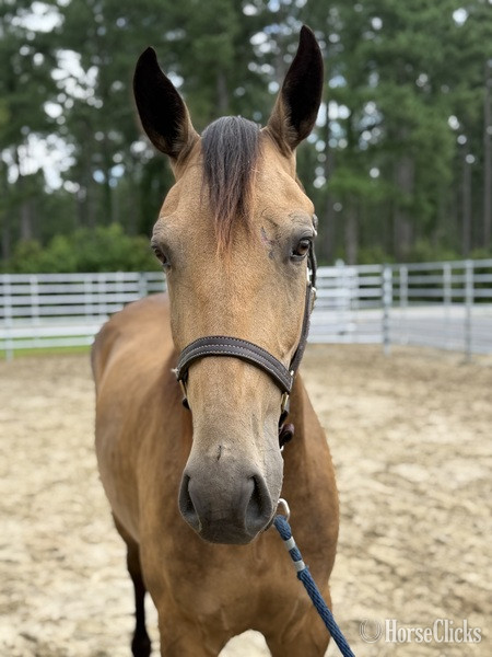 "Buckskin" Buckskin Gelding Draft - Draft