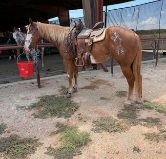 "Annie" Sorrel Mare Paint