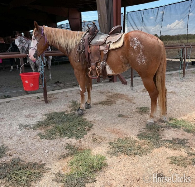 "Annie" Sorrel Mare Paint in Texas