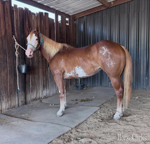 "Annie" Sorrel Mare Paint