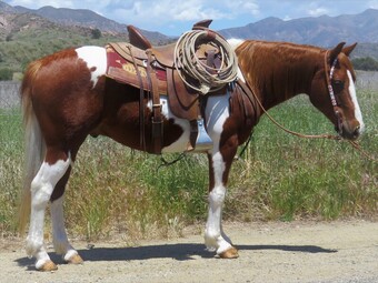 "ROCCO" Sorrel Gelding Paint