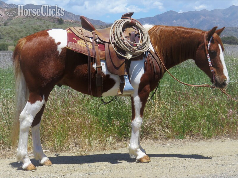 "ROCCO" Sorrel Gelding Paint in California