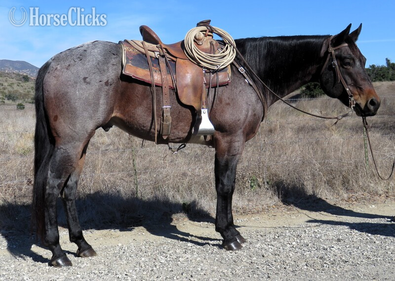 "DRIFTIN SEVENS" Bay Roan Gelding Quarter Horse in California
