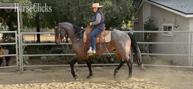 "DRIFTIN SEVENS" Bay Roan Gelding Quarter Horse