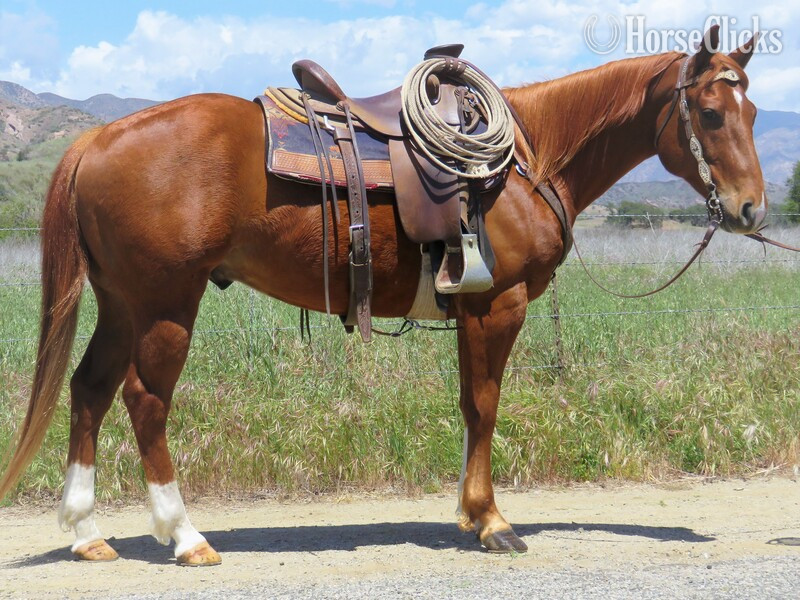 "RT JOLYNNS PICK" Sorrel Gelding Quarter Horse in California