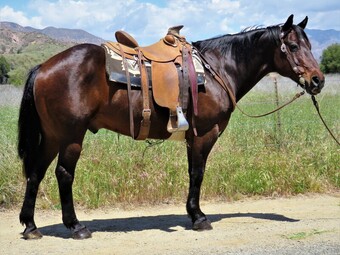 "ZIPPOS WOOKIE BADGER" Bay Gelding Quarter Horse