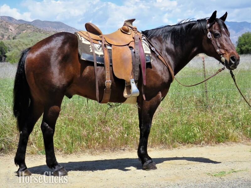 "ZIPPOS WOOKIE BADGER" Bay Gelding Quarter Horse in California