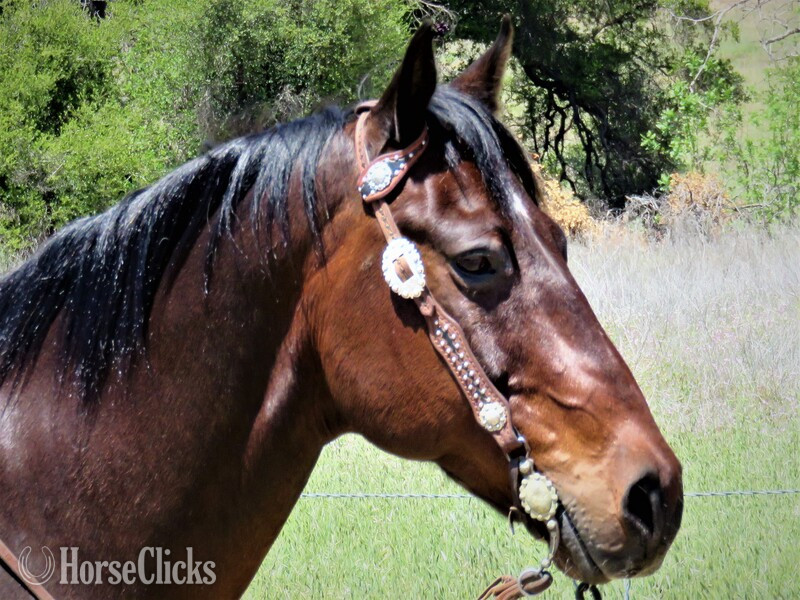 "ZIPPOS WOOKIE BADGER" Bay Gelding Quarter Horse