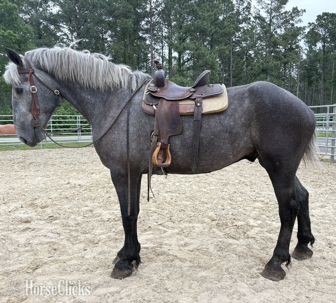 "Percheron" Grey Gelding Percheron - Percheron in North Carolina