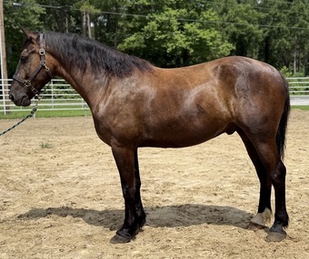 "Bay" Bay Gelding Draft
