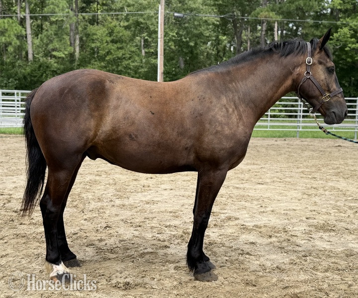 "Bay" Bay Gelding Draft