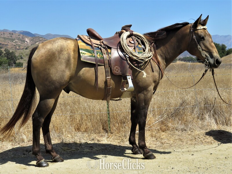 "HOTFIREWATERFRECKLES" Buckskin Gelding Quarter Horse in California
