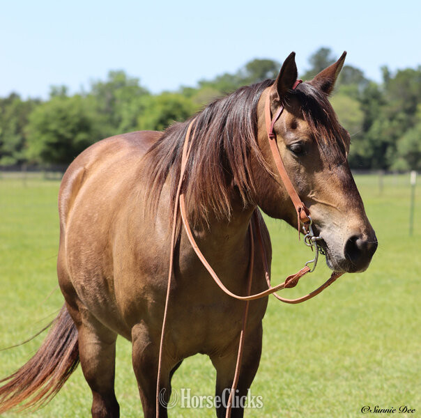 "HOTFIREWATERFRECKLES" Buckskin Gelding Quarter Horse