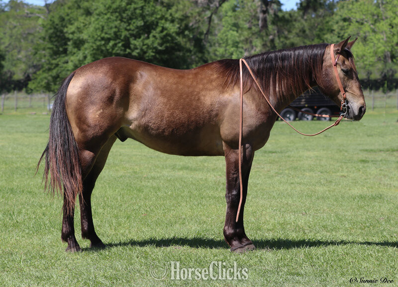 California "HOTFIREWATERFRECKLES" Buckskin Gelding Quarter Horse