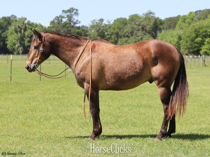 "HOTFIREWATERFRECKLES" Buckskin Gelding Quarter Horse - Quarter Horse in California