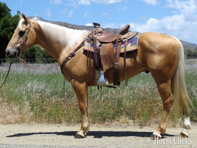 "Peppy Jim Freckles" Palomino Gelding Quarter Horse in California