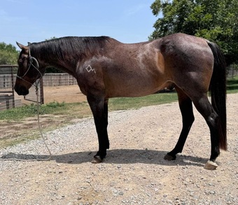 "Decker" Bay Roan Gelding Quarter Horse