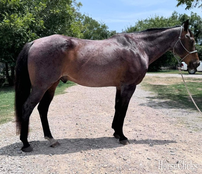 "Decker" Bay Roan Gelding Quarter Horse - Quarter Horse