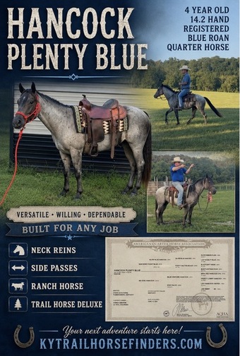 "Hancock Plenty Blue " Blue Roan Gelding Quarter Horse