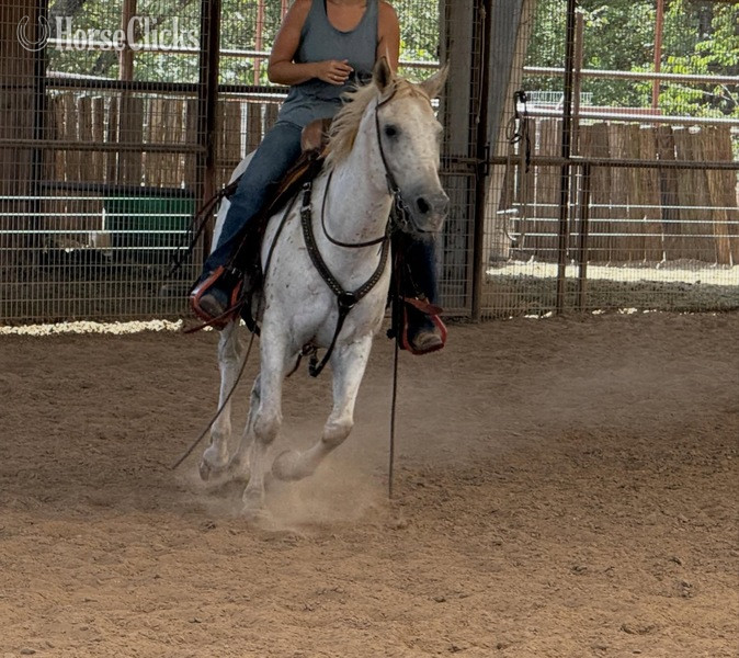 Texas "Opal" White Mare Appaloosa
