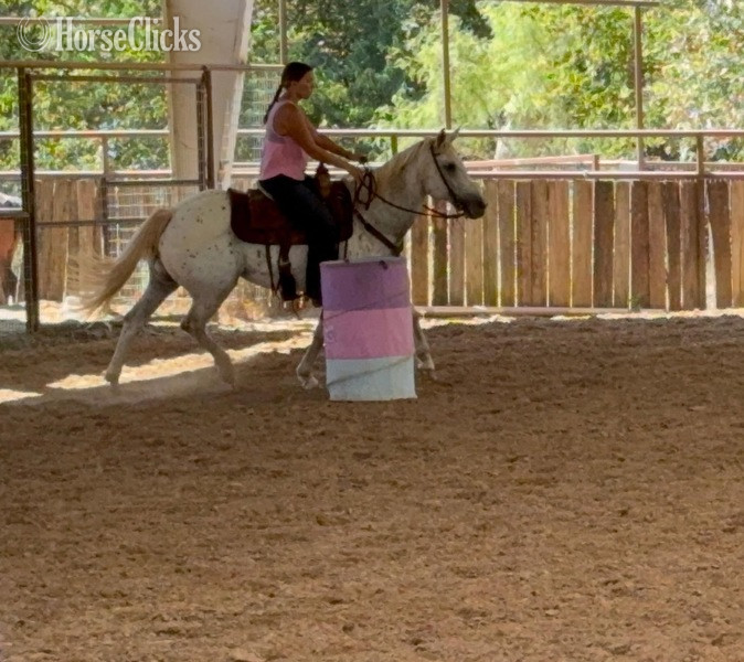 "Opal" White Mare Appaloosa - Appaloosa in Texas