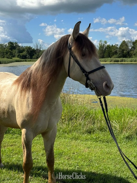"PGF?S Dun Perignon ?Champ?" Dun Gelding Rocky Mountain in Kentucky