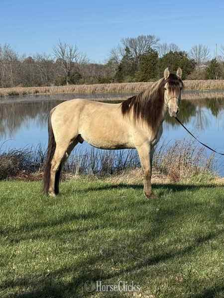 Kentucky "PGF?S Dun Perignon ?Champ?" Dun Gelding Rocky Mountain