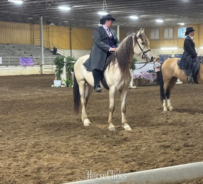 "PGF?S Dun Perignon ?Champ?" Dun Gelding Rocky Mountain in Kentucky