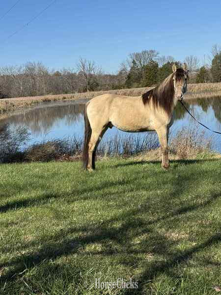 "PGF?S Dun Perignon ?Champ?" Dun Gelding Rocky Mountain