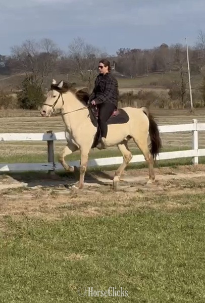 "PGF?S Dun Perignon ?Champ?" Dun Gelding Rocky Mountain - Rocky Mountain in Kentucky