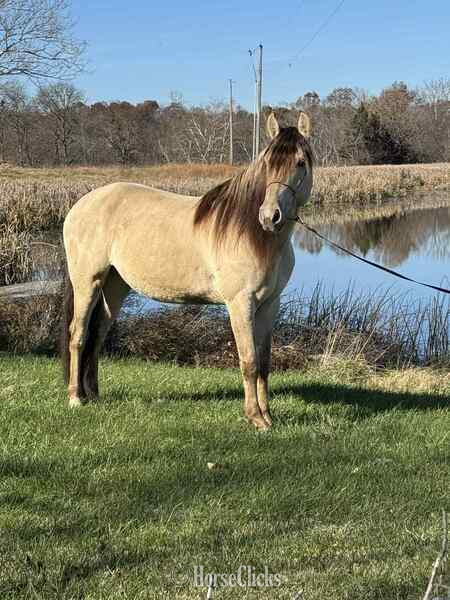 "PGF?S Dun Perignon ?Champ?" Dun Gelding Rocky Mountain Kentucky