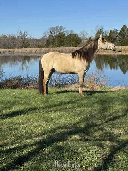 Rocky Mountain - "PGF?S Dun Perignon ?Champ?" Dun Gelding Rocky Mountain in Kentucky