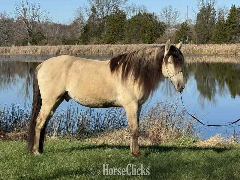 Rocky Mountain - "PGF?S Dun Perignon ?Champ?" Dun Gelding Rocky Mountain