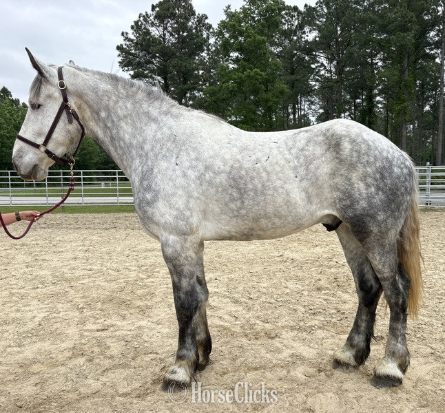 "Percheron" Grey Gelding Percheron
