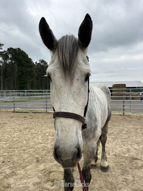 North Carolina "Percheron" Grey Gelding Percheron