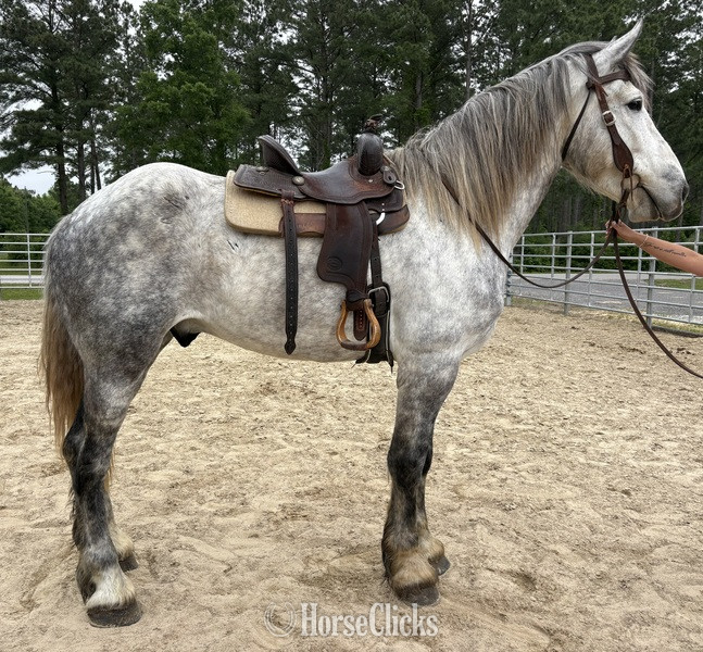 "Percheron" Grey Gelding Percheron - Percheron