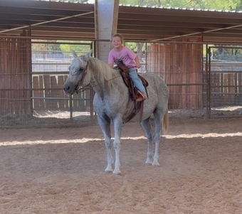 "Spud" Grey Gelding Quarter Horse