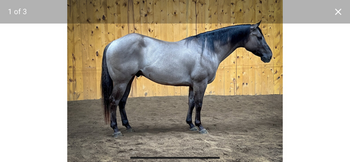 "BZ SENOR VAQUERO" Grulla Gelding Quarter Horse