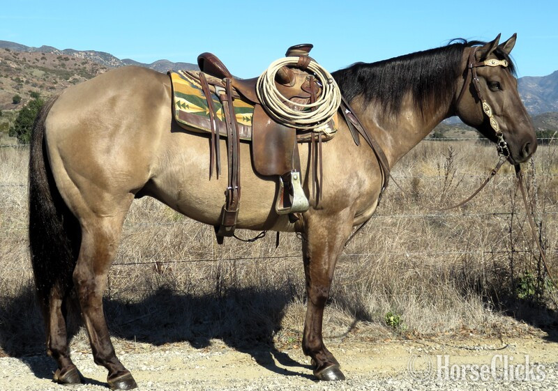 "BZ SENOR VAQUERO" Grulla Gelding Quarter Horse