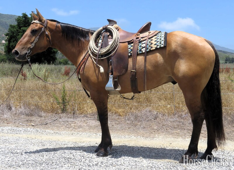 "MR CUTTER BUENO" Dun Gelding Quarter Horse in California
