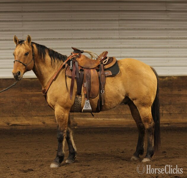 "MR CUTTER BUENO" Dun Gelding Quarter Horse