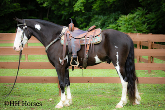 "DRESSED FOR SUCCESS" Black Gelding Tennessee Walker
