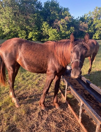 "MCF?S Hot Rod Lincoln " Black Gelding Rocky Mountain