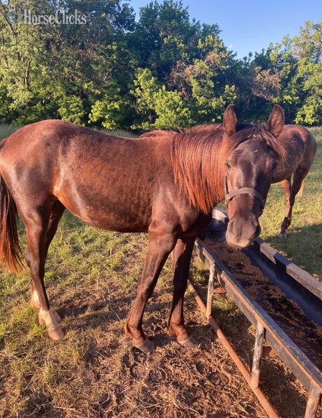 "MCF?S Hot Rod Lincoln " Black Gelding Rocky Mountain in Kentucky