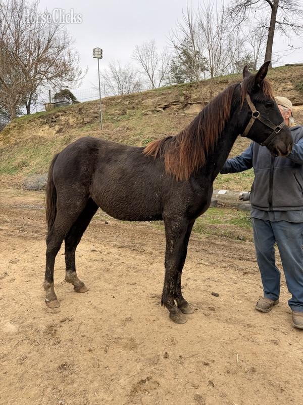 "MCF?S Hot Rod Lincoln " Black Gelding Rocky Mountain - Rocky Mountain in Kentucky