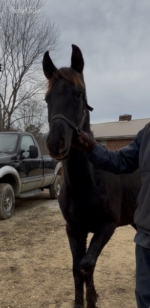 "MCF?S Hot Rod Lincoln " Black Gelding Rocky Mountain